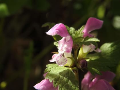 Lamium maculatum - Lamiaceae