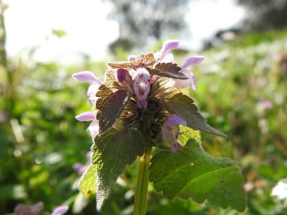 Lamium purpureum - Lamiaceae