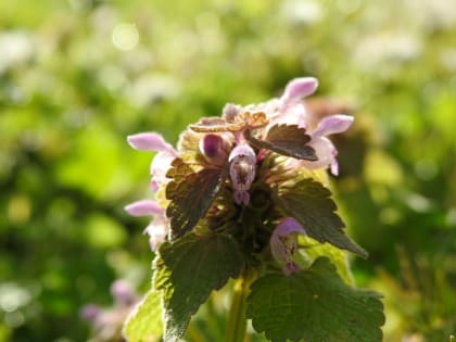 Lamium purpureum - Lamiaceae