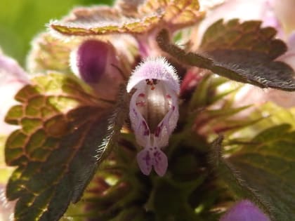 Lamium purpureum - Lamiaceae