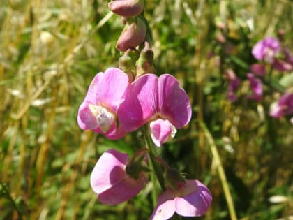 Lathyrus latifolius - Fabaceae Lathyrus latifolius - Fabaceae