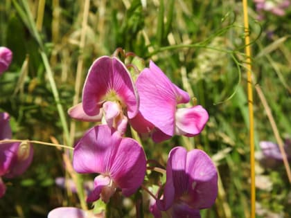 Lathyrus latifolius - Fabaceae Lathyrus latifolius - Fabaceae