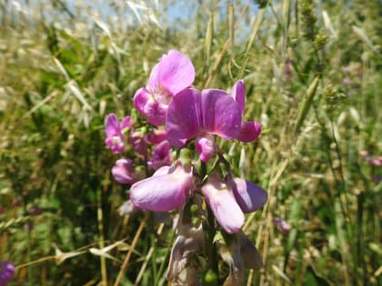 Lathyrus latifolius - Fabaceae Lathyrus latifolius - Fabaceae