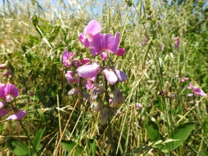 Lathyrus latifolius - Fabaceae Lathyrus latifolius - Fabaceae
