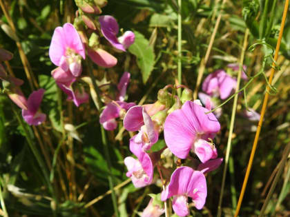 Lathyrus latifolius - Fabaceae Lathyrus latifolius - Fabaceae