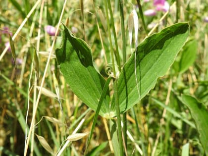 Lathyrus latifolius - Fabaceae