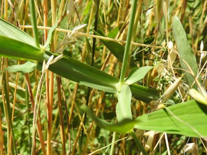 Lathyrus latifolius - Fabaceae Lathyrus latifolius - Fabaceae