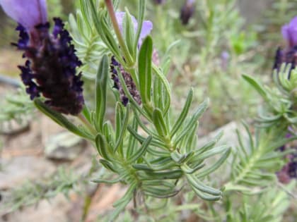 Lavandula stoechas - Lamiaceae