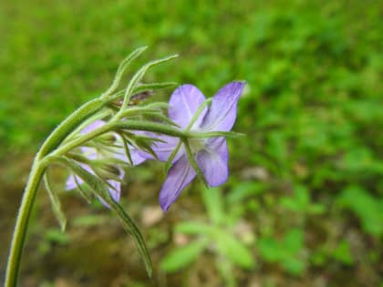 Legousia speculum-veneris - Campanulaceae