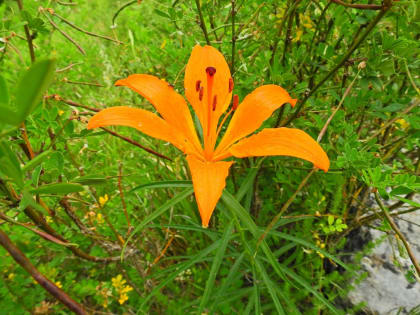 Lilium bulbiferum - Liliaceae