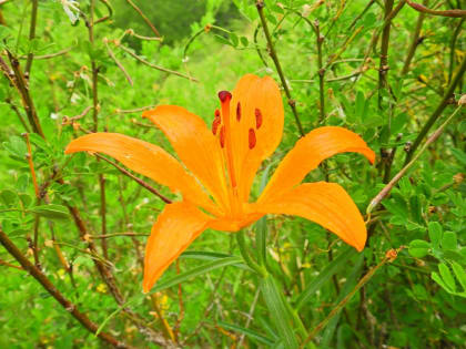 Lilium bulbiferum - Liliaceae