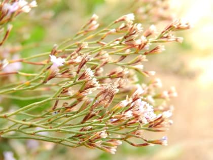 Limonium acutifolium - Plumbaginaceae