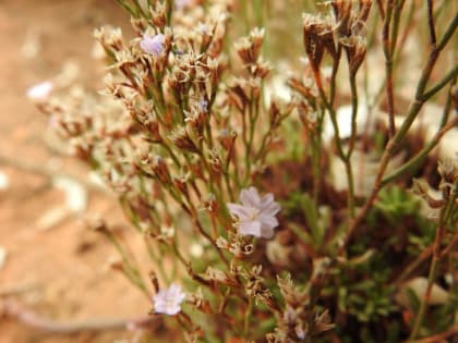 Limonium acutifolium - Plumbaginaceae