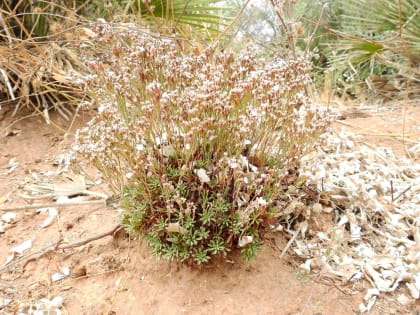 Limonium acutifolium - Plumbaginaceae