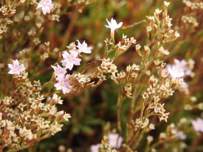 Limonium acutifolium - Plumbaginaceae