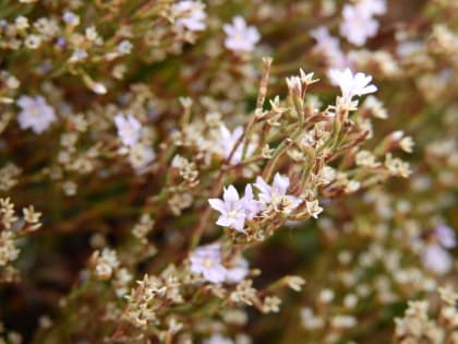 Limonium acutifolium - Plumbaginaceae