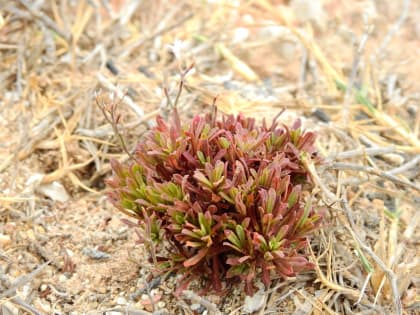 Limonium acutifolium - Plumbaginaceae