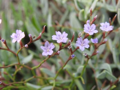 Limonium ilvae - Plumbaginaceae