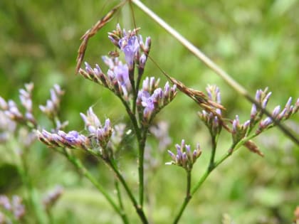 Limonium narbonense - Plumbaginaceae