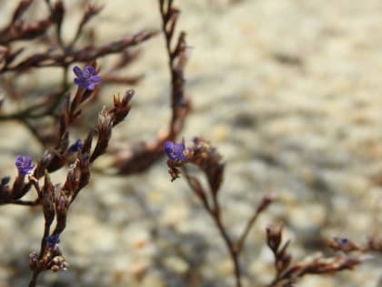 Limonium narbonense - Plumbaginaceae