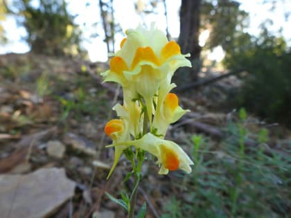 Linaria vulgaris - Plantaginaceae