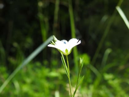 Linum usitatissimum - Linaceae