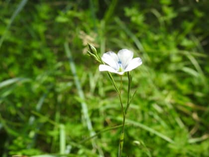 Linum usitatissimum - Linaceae