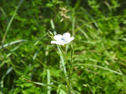 Linum usitatissimum - Linaceae