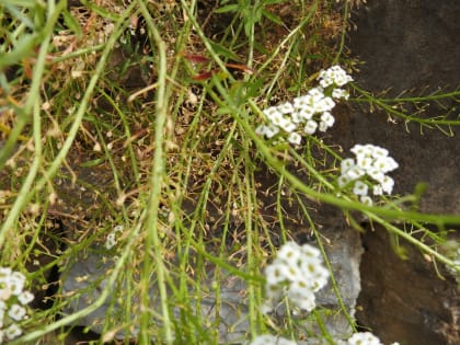 Lobularia maritima - Brassicaceae