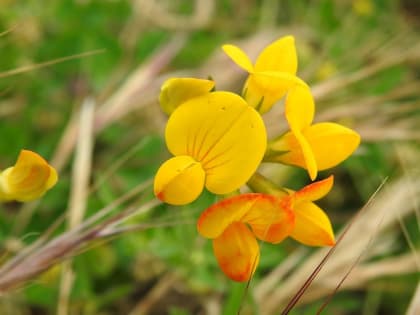 Lotus corniculatus - Fabaceae