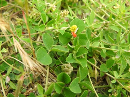 Lotus corniculatus - Fabaceae