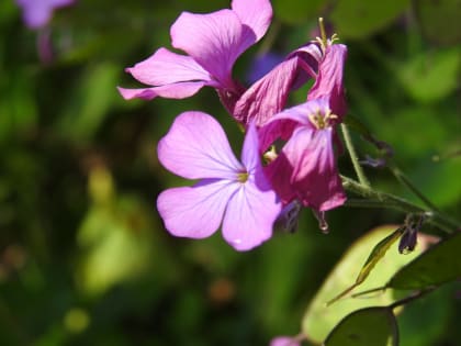 Lunaria annua - Brassicaceae