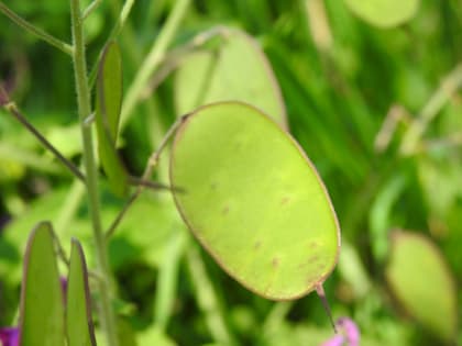 Lunaria annua - Brassicaceae