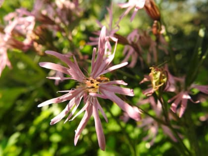 Lychnis flos-cuculi - Caryophyllaceae