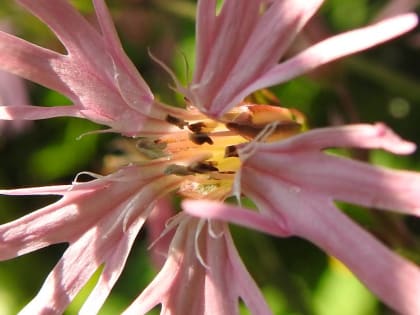 Lychnis flos-cuculi - Caryophyllaceae