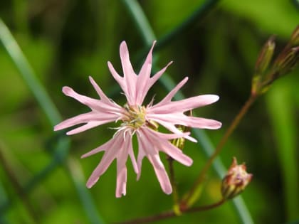 Lychnis flos-cuculi - Caryophyllaceae