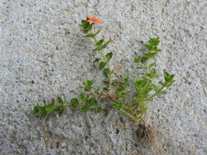 Lysimachia arvensis - Primulaceae