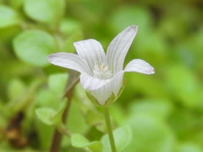 Lysimachia tenella - Primulaceae