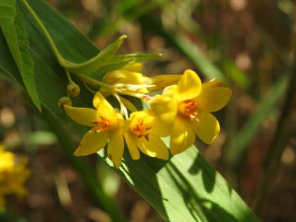 Lysimachia vulgaris - Primulaceae