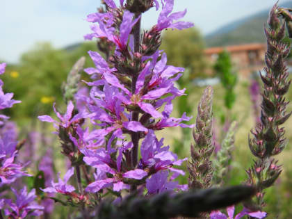 Lythrum salicaria - Lythraceae