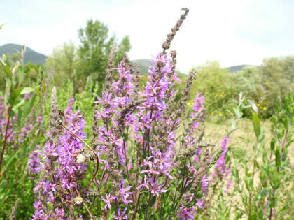 Lythrum salicaria - Lythraceae