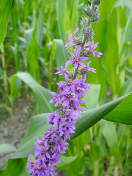 Lythrum salicaria - Lythraceae