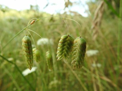 Macrobriza maxima - Poaceae