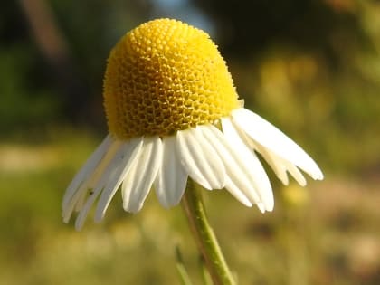 Matricaria chamomilla - Asteraceae