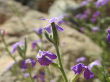 Matthiola tricuspidata - Brassicaceae