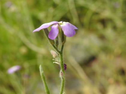 Matthiola tricuspidata - Brassicaceae