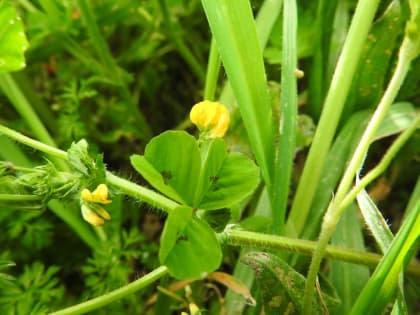 Medicago arabica - Fabaceae