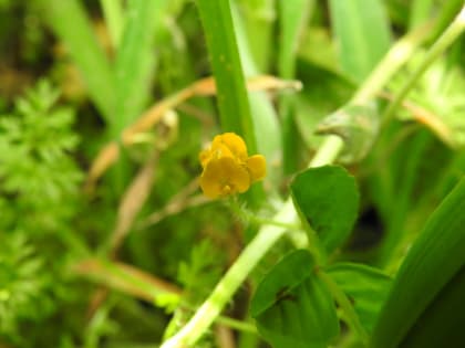 Medicago arabica - Fabaceae