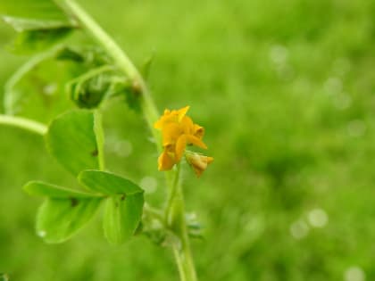 Medicago arabica - Fabaceae