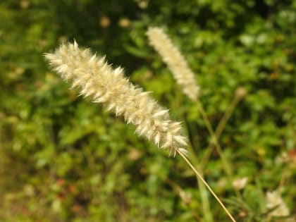 Melica ciliata - Poaceae